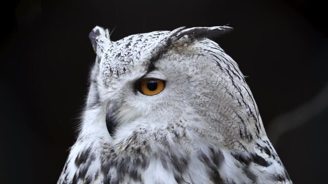 Siberian Eagle Owl on black background, Bubo bubo sibiricus.