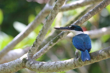 kingfisher on branch