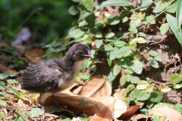 A lovely chick found at the roadside in Singapore.