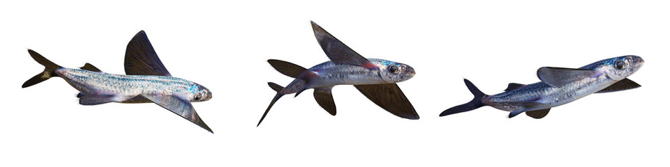 flying fish, set of Exocoetidae isolated on white background © dottedyeti