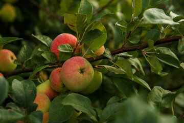 Yellow-colored apples hang on branches with green leaves