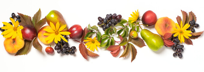Autumn fruits apples pears grapes fallen leaves lined with frame white background. Thanksgiving harvest concept