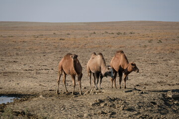 Camels on a sandy desert territory near the Aral Sea.