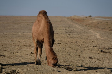 Camels on a sandy desert territory near the Aral Sea.