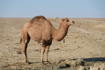 Camels on a sandy desert territory near the Aral Sea.