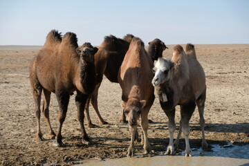 Camels on a sandy desert territory near the Aral Sea.