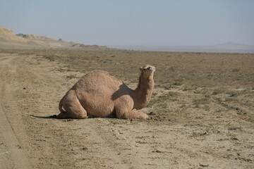 Camels on a sandy desert territory near the Aral Sea.