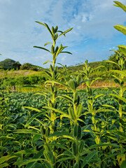 Obraz premium The appearance of Sesame in the field.