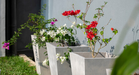 Colorful Bougainvillea plants in tall cement pots are arranged in a row in the garden. Red, white and pink Bougainvillea plants expose to direct hot sunlight for growth and more flower blooms,