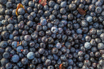 Wild berries in a wooden bowl. Northern berry: lingonberry, blueberry, cranberry.