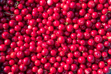 Wild berries in a wooden bowl. Northern berry: lingonberry, blueberry, cranberry.