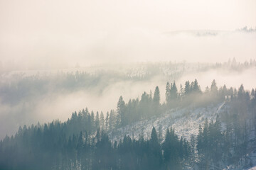 brume matinale en hiver. forêt de conifères sur les collines dans le brouillard. paysages naturels magnifiques au lever du soleil