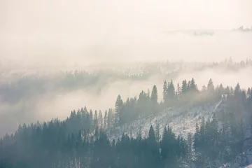 Papier Peint photo Forêt dans le brouillard brume matinale en hiver. forêt de conifères sur les collines dans le brouillard. paysages naturels magnifiques au lever du soleil