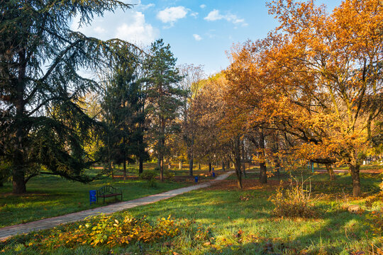 city park on a sunny autumn morning. walkway among trees in orange foliage