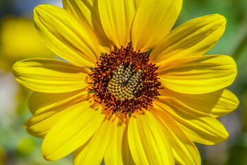 A Prairie Sunflower bloom in late summer.  These  are large  flowers , up to 3 " in diameter