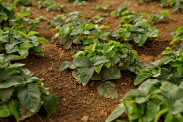 Green strawberry bushes on brown soil