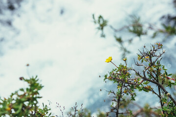 Sunny nature background with small yellow flowers of cinquefoil above bokeh of clear azure water stream in sunlight. Yellow small flowers of dasiphora fruticosa above shiny blue mountain creek in blur