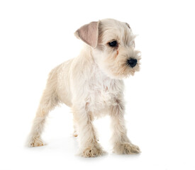 puppy miniature schnauzer in studio