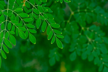 Fototapeta na wymiar the moringa tree leaves background