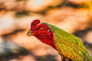 Thailand Male Chicken Rooster