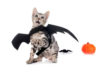 bengal kitten in studio