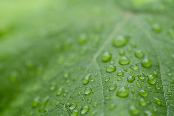 raindrops on green leaves during rainy days