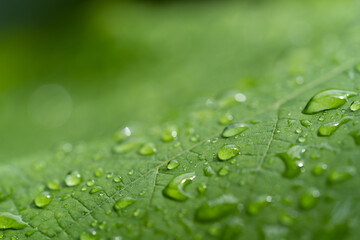 raindrops on green leaves during rainy days