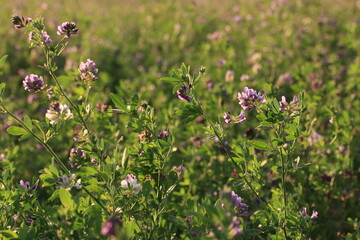 Background of lilac wildflowers