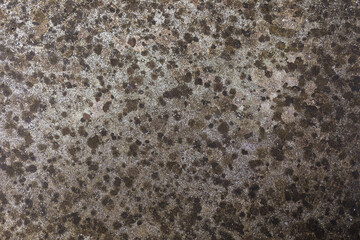 Background from a concrete texture with mold