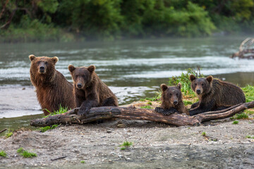 Fototapeta premium A Family of Brown Bears Sits By A Lake Behind A Log In Russia