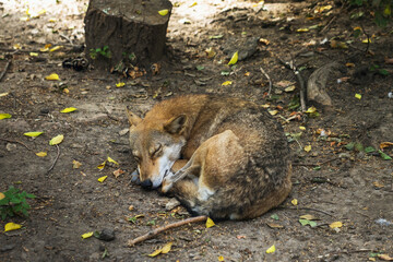 Wolf sleeping on the ground in the forest