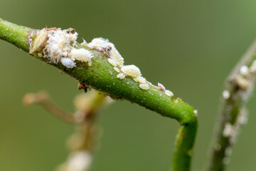 Selective focus of pests or Silverleaf whitefly that attack plants and damage