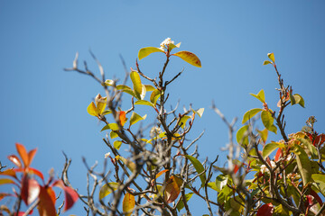 colourful leaves on tree branches against a clear blue sky in Adelaide, South Australia parklands