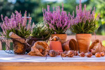 Flower bulbs and blooming heathers on the table in the garden.