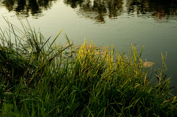 grass and water