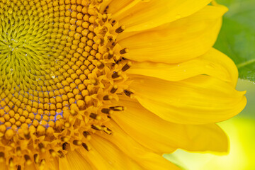 Sunflower flower close-up shot. Beautiful fresh yellow sunflower with petals macro fragment.