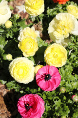 Beautiful bright yellow and white Ranunculi flowers in a garden setting