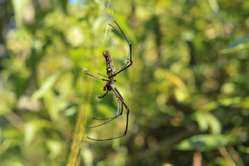 Female Giant Golden Orb-weaver spider (Trichonephila pilipes) hanging in its large web in Indonesia. Impressive arachnid with golden silk.