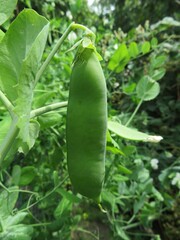 Obraz premium fresh snow pea on the bush
