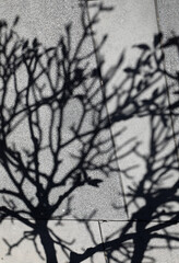 Interesting shadows and shapes of the branches of the Frangipani tree