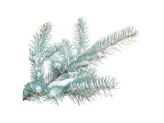 Branch of blue spruce in the snow on a white background isolate