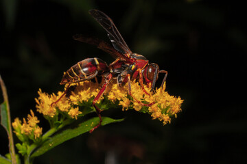 A Paper Wasp On A Yellow Flower