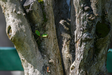 Green shoots of a new tree growing out of an old tree  in a park in Adelaide, South Australia during spring