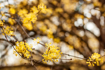 closer look at the Japanese cornelian cherry flowers