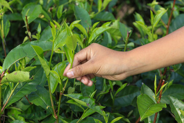Naklejka na ściany i meble harvesting hand picking green fresh tea shoots on a green background