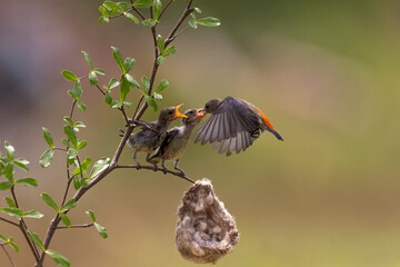 Close-up photo of Yellow Sunbird Colibri hover-fly to feed their chick with a beautiful bokeh background