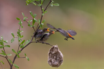 Close-up photo of Yellow Sunbird Colibri hover-fly to feed their chick with a beautiful bokeh background