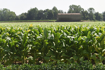 Planting of tobacco plants on arable land in Spain with a drying shed in the background