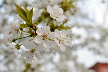 Obraz premium Cherry branches in white flowers in early, warm spring on a clear day.