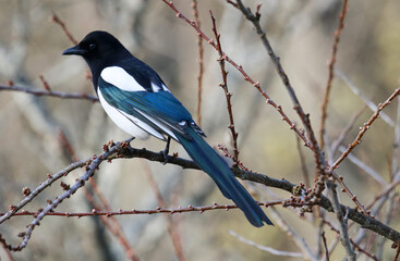 in the spring a bird of prey sits on a tree branch